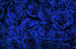 blue black roses.
