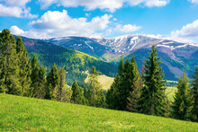 Mountain Landscape On A Sunny Day. Beautiful Alpine Countryside Scenery With Spruce Trees. Grassy Meadow On The Hill Rolling Down In To The Distant Valley. Clouds On The Blue Sky