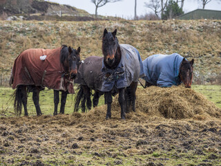 Poster - Group of horses wearing blankets to keep them warm while grazing in a field