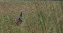 A Turkey Walks Through Tall Grass In Maine.
