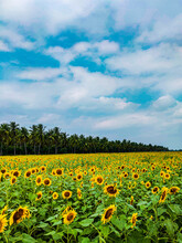 Vertical Shot Of Beautiful Sunflowers In A Rural Field