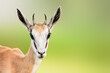 Springbuck or Springbok sub-adult close-up facial portrait with a sweet loving expression and copy space. 