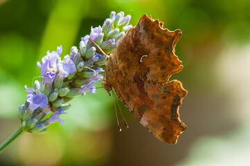 Underwing of Comma butterfly