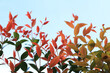 Young twigs with red leaves on light blue sky background.