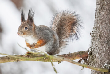 Wall Mural - squirrel on a tree branch. forest