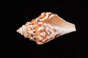 Beautiful sea shells on a black background