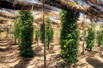 Wall Mural - peppercorn vines growing in organic pepper farm in kampot cambodia