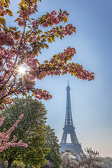 Fototapete - Eiffel Tower with spring trees against sunrise in Paris, France