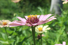 Closeup Shot Of A Beautiful Pink Zinnia Flower On A Closeup Background