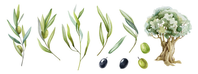 Olive branch, fruit, leaves and tree watercolor set. Black and green raw organic olive plant element natural collection. Olive branch with green leaves and fruit elements on a white background.