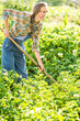 © PEPPERSMINT - Young gardener working in summer garden. Farming as a hobby