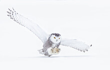 Snowy Owl (Bubo Scandiacus) Closeup Isolated On White Background About To Pounce On Its Prey On A Snow Covered Field In Ottawa, Canada