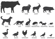 Silhouettes Of Animals And Birds. Vector Illustration On A White Background.