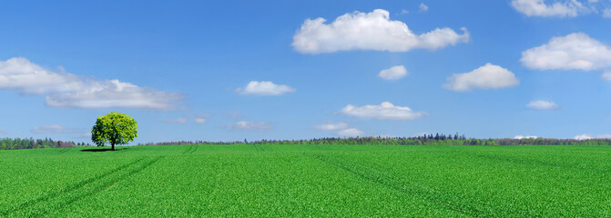 Wall Mural - Idyll, panoramic landscape, lonely tree among green fields