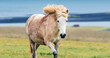 Wild icelandic horse portrait. Animal and wildlife concept.