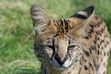 Close Up Of A Serval
