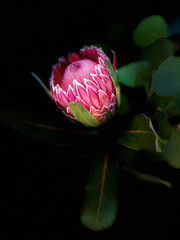 Wall Mural - Protea flower and leaves in dark background 