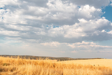 Beautiful couples, fields and landscapes of the Cordoba