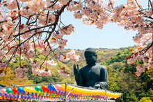 Buddha Statue With Cherry Blossoms At Gakwonsa Temple In Cheonan, Korea