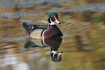 Wall Mural - Wood Duck