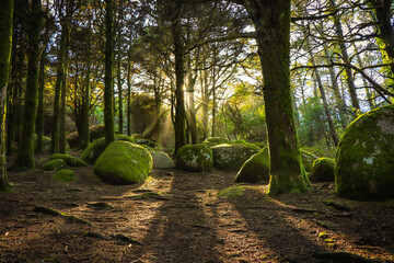 Wall Mural - Forest in spring with beautiful bright sun rays. Amazing wood with rocks coverd with moss