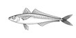 Horse mackerel sketch, hand drawn fish, jack mackerel seafood menu, scad fish in engraved style, vector