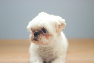 Wall Mural - Closeup shot of a white fluffy Maltese lapdog isolated on a blurred background