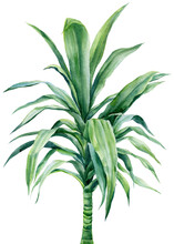  Palm Tree, Dracaena On Isolated White Background, Watercolor Botanical Illustration