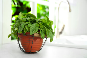 Wall Mural - Fresh green basil in pot on countertop in kitchen. Space for text