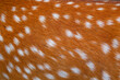 Deer fur brown texture with white patterns , animal mammal nature skin background