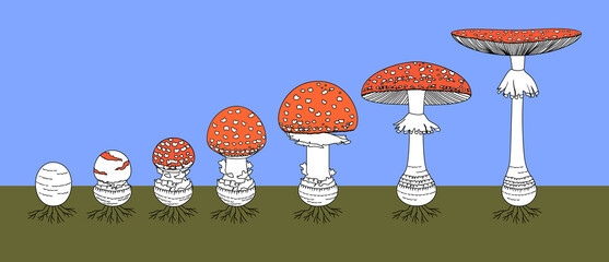 Poster - Life cycle of red fly agaric mushroom. Stages of fly agaric (Amanita muscaria) fruiting body matures