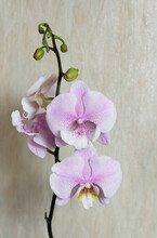 White And Pink Speckled  Phalaenopsis Queen Kiss On A Beige Background Macro Photography, Selective Focus, Vertical Orientation.