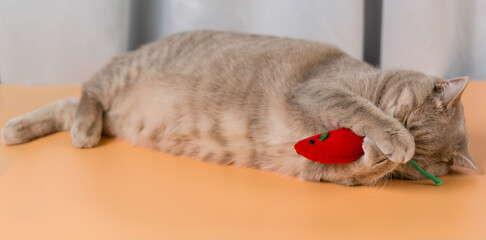 Wall Mural - A British shorthair cat plays with red rag mouse toy and covers its face with its paws