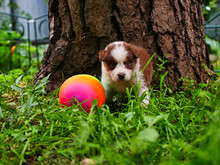 Beautiful Puppy Of Australian Shepherd With A Bright Ball