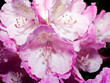 Rhododendron 0401
