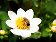 Honey bee 3