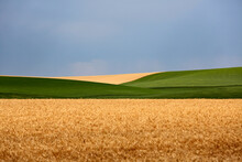 A Field Of Golden Yellow Wheat Crop, With A Stripe Of Green Stretches To The Horizon On A Farm Located In Scenic Agricultural Area Of The State Of Washington Known As The Palouse.