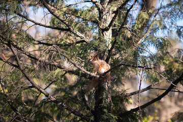 Wall Mural - squirrel on a tree in the park