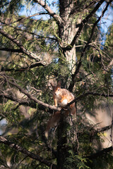 Wall Mural - squirrel on a tree in the park