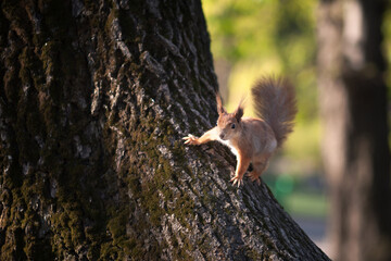 Wall Mural - squirrel on a tree in the park