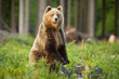 Brown bear, ursus arctos, standing on rear legs upright in forest in summer sun. Large predator looking to the camera on glade in sunlight. Wild mammal staring in wilderness.