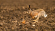 Brown hare, lepus europaeus, sprinting on field in autumn sunlight. Long eared mammal jumping on ground in fall. Wild rabbit in movement on farmland.