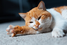 Close-up Portrait Of Red White Cat Sleeping On The Floor.