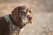 © Oszkár Dániel Gáti - old wirehaired german pointer dog head portrait outside