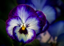 France, Giverny. Close-up Of Purple Pansies.