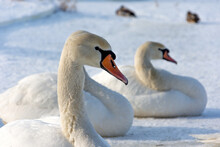 Several White And Wild Swans Resting On An Ice-covered Lake. The Sun Warms Their Wings And Feathers.