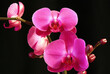 orchide, kwiat, beuty, roślina, biała, kwiat, kwiaty, kwiatowy, fiolet, piękne, orchide, flora, jardin, falenopsis, tropikalna, galąz, jary, zieleń, czarna, kubki, flowers.
