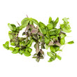 Varieties of basil leaves background arrangement isolated on white. Top view.