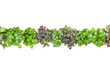 .Varieties of basil  border arrangement isolated on white background cutout. Top view..