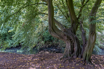 Poster - Alter Baum an der Alstaetter Aa